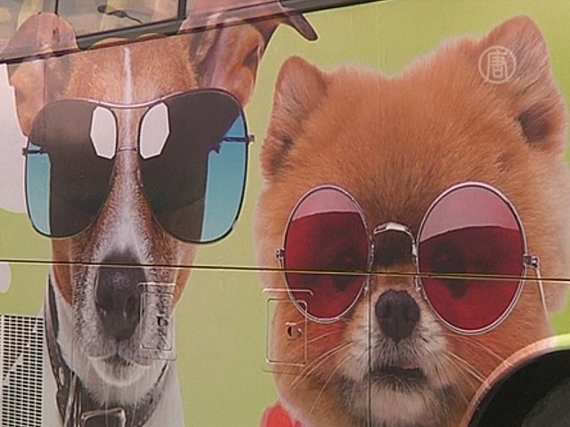 В Гонконге появился автобус для пассажиров с собаками