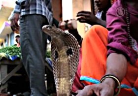 В Индии поят змей молоком ради процветания