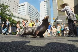 Морской лев и пингвин спасают токийцев от жары