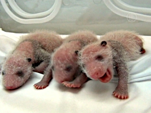 Панды-тройняшки впервые выжили