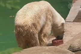 Умер последний белый медведь Африки