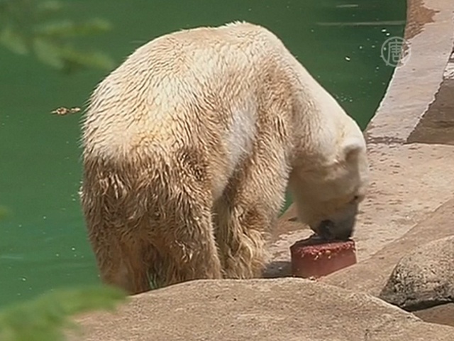 Умер последний белый медведь Африки