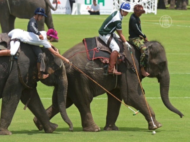 В Таиланде снова играют в поло на слонах