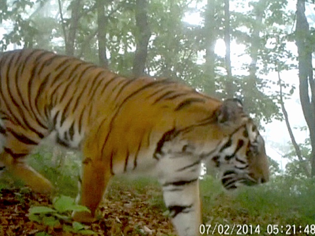 В Китае сняли редкие кадры диких тигров