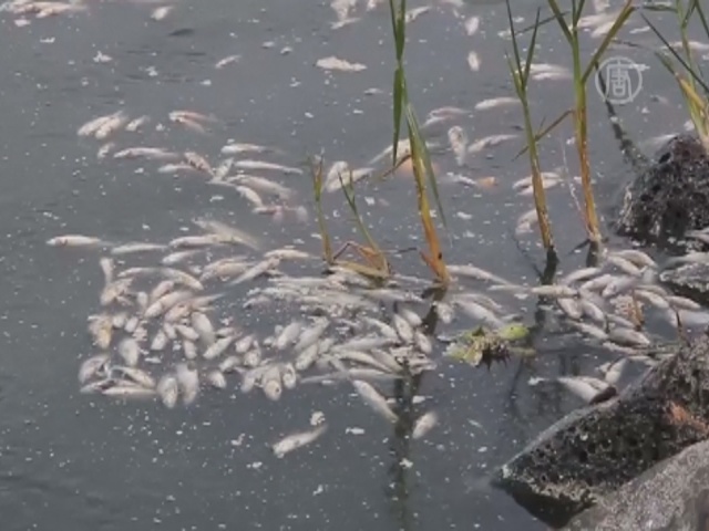 В Мексике появились десятки тонн мертвой рыбы