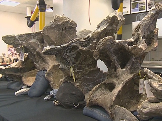 Найдены кости динозавра, весом со стадо слонов