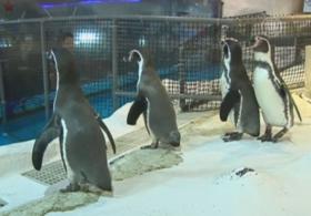 Океанариум в Маниле вырастил первого пингвина