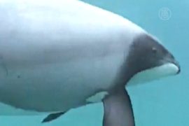 В Новой Зеландии исчезают редкие дельфины