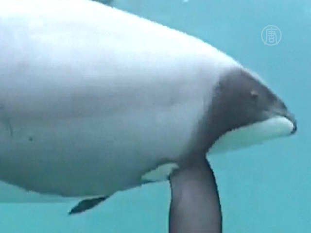 В Новой Зеландии исчезают редкие дельфины