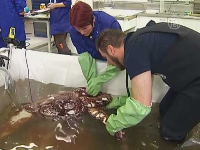 Ученые исследуют 350-килограммового кальмара