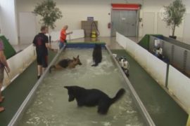 Немец открыл бассейн для собак