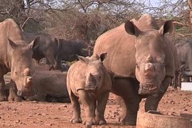 Во Всемирный день носорога эксперты бьют тревогу
