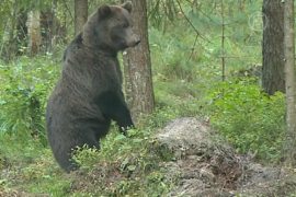 Эстонцы зовут посмотреть на их диких медведей