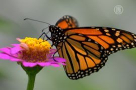 Бабочек-монархов будут охранять власти Мексики