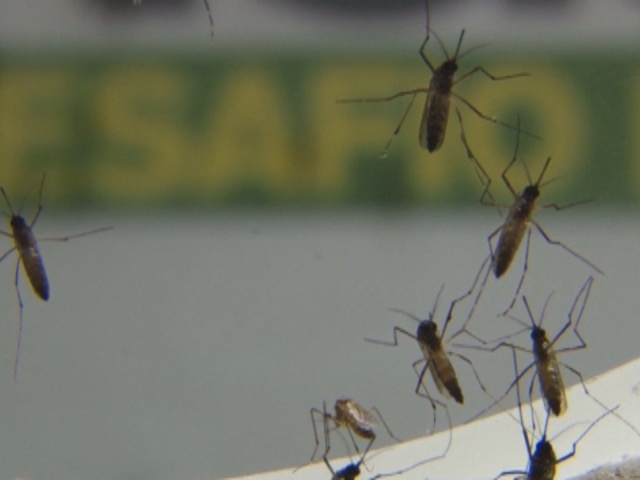 С лихорадкой денге будут бороться сами комары