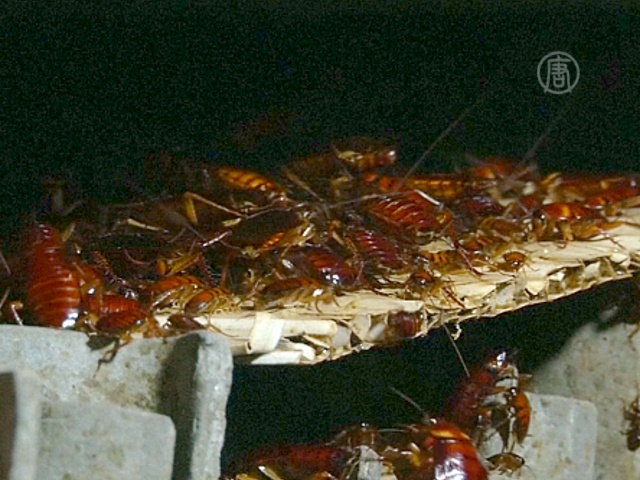 Тараканья ферма: китаец зарабатывает на насекомых