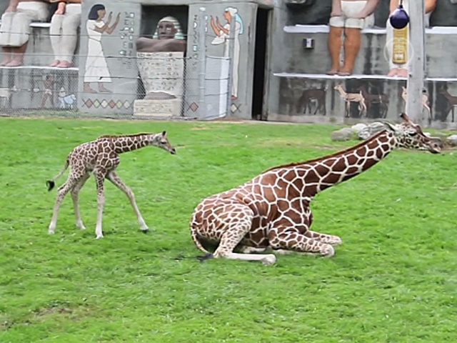 В зоопарке Детройта родился жирафёнок