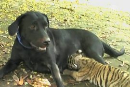Собака «усыновила» тигрёнка