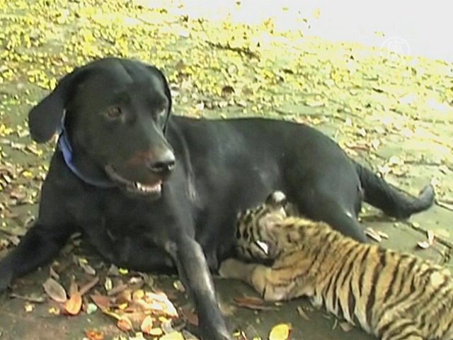 Собака «усыновила» тигрёнка