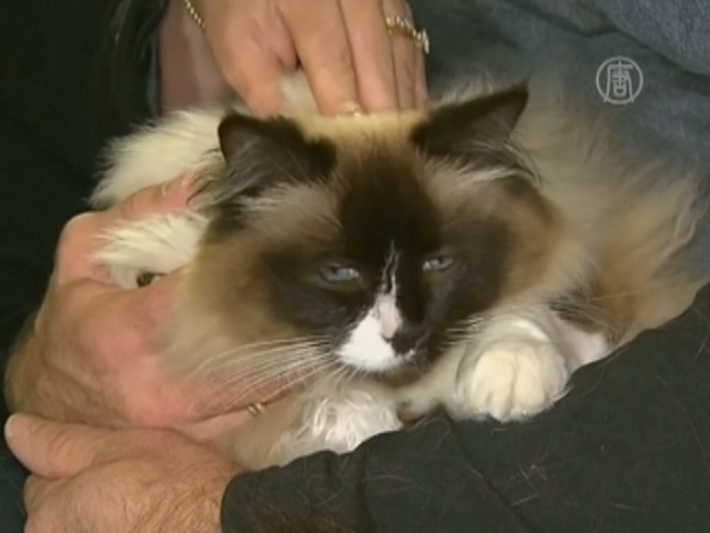 Из-за наличия кошки дом продали на $123 000 дороже