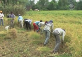 Индийские фермеры бросают урожай из-за обстрелов