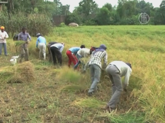 Индийские фермеры бросают урожай из-за обстрелов
