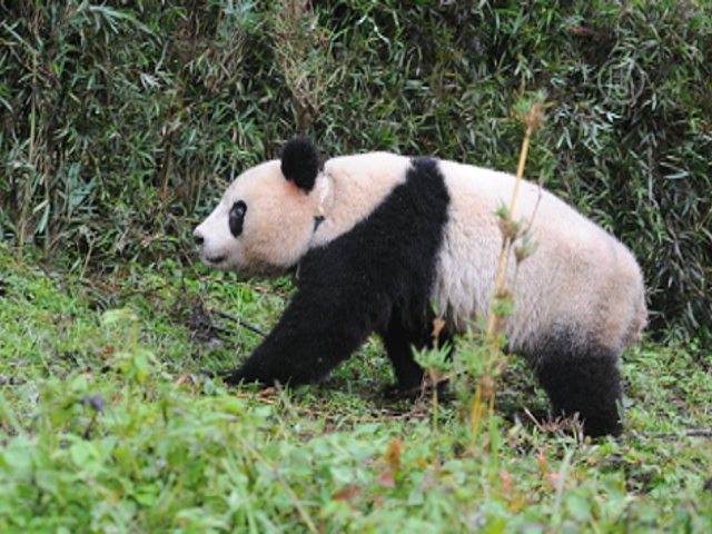 Дикая панда показалась перед туристами в Шэньси