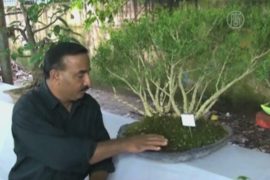 В Индии отпраздновали 50-летие дерева бонсай