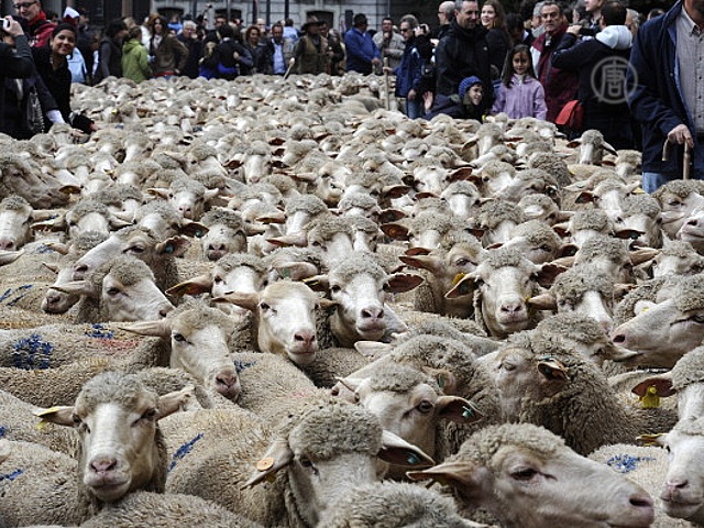 Мадрид заполонили тысячи овец
