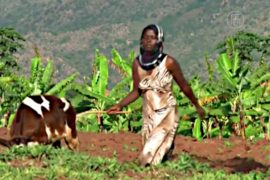 Биогаз помогает фермерам в Руанде выживать