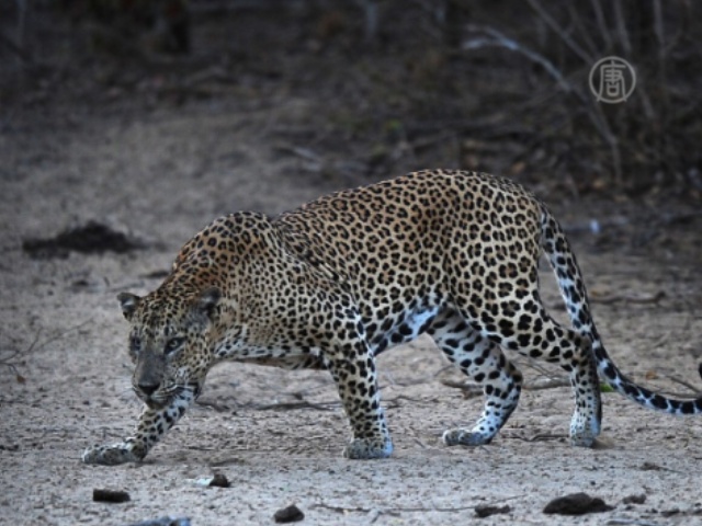 Леопард 2 недели не давал покоя жителям Раджаури