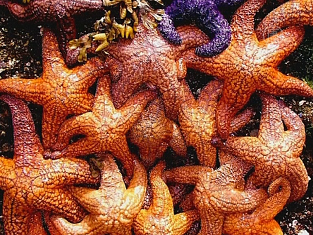 В массовой гибели морских звёзд виноват вирус