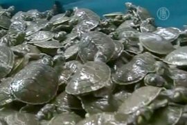 На черном рынке в Перу изъяли 2500 черепах