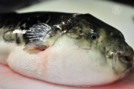 В Крыму нашли ядовитую рыбу из Японии