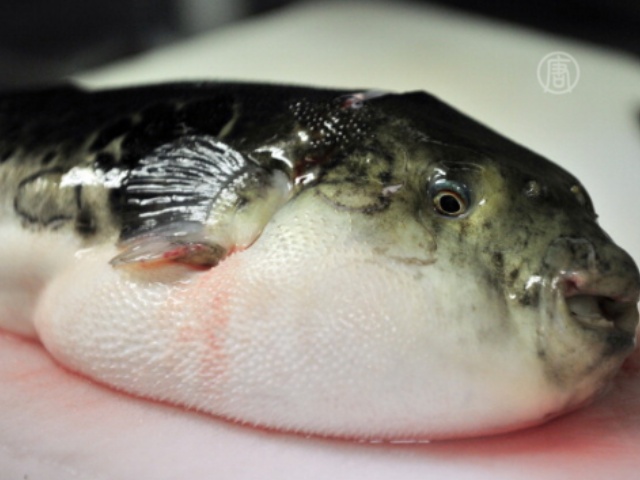 В Крыму нашли ядовитую рыбу из Японии