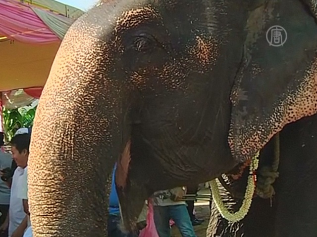 54-летнюю слониху проводили на пенсию с почестями