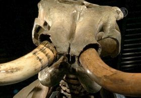 Скелет мамонта продали за 300 тысяч долларов
