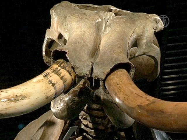 Скелет мамонта продали за 300 тысяч долларов