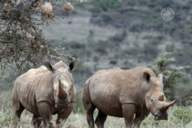 Защитить носорогов требуют от властей Индии