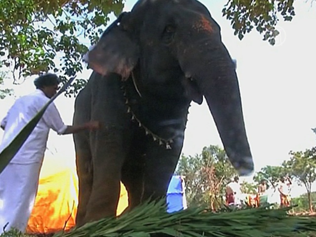Слонов Тамилнада отправили на спа-курорт