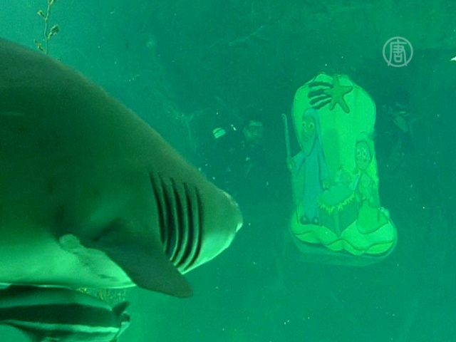 Дайверы украшали аквариум в обществе акул