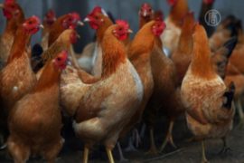 В Японии истребляют кур из-за эпидемии