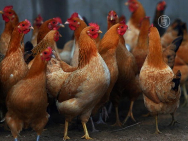 В Японии истребляют кур из-за эпидемии
