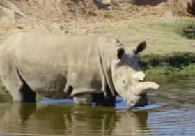 Умер последний самец северного белого носорога