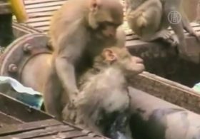 Как в Индии одна обезьяна спасала другую