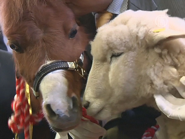 Японцы прощаются с лошадью и приветствуют овцу