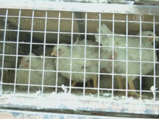 Сотни кур умерли в Индии по непонятным причинам