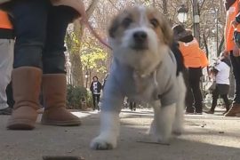 В Мадриде прошёл праздничный марафон с собаками