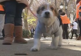 В Мадриде прошёл праздничный марафон с собаками