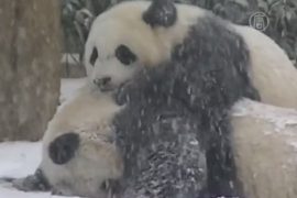 Панда в Вашингтоне наслаждается первым снегом